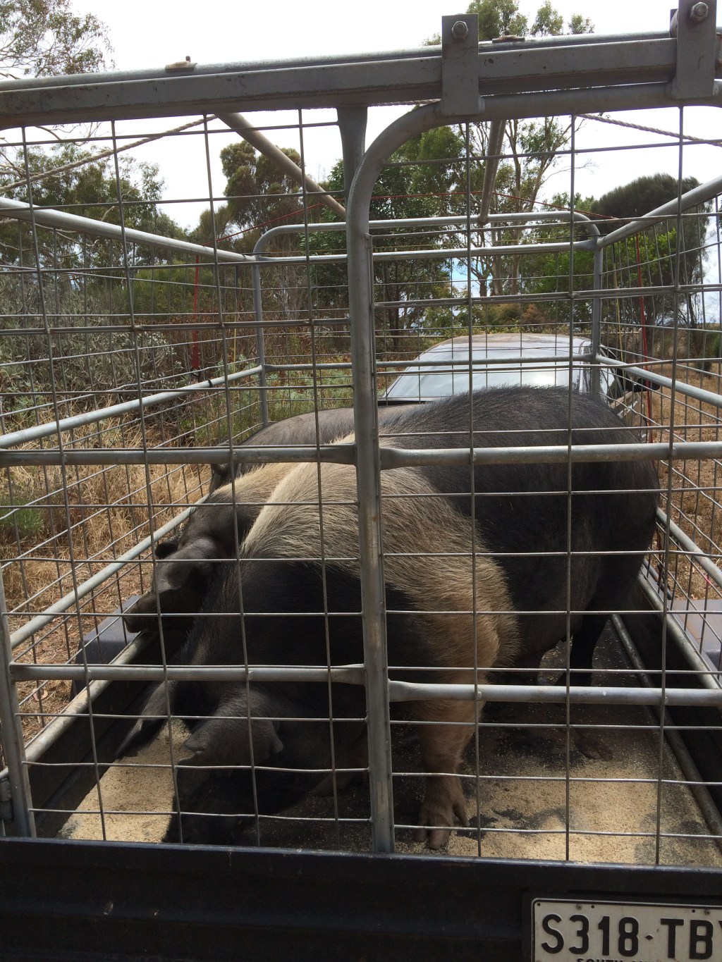 A big boost to our plans to phase to heritage breeds - a breeding herd of Wessex Saddlebacks. This is the boar, Reggie (pedigree name of "Dominator"), Mable, and Ginger.