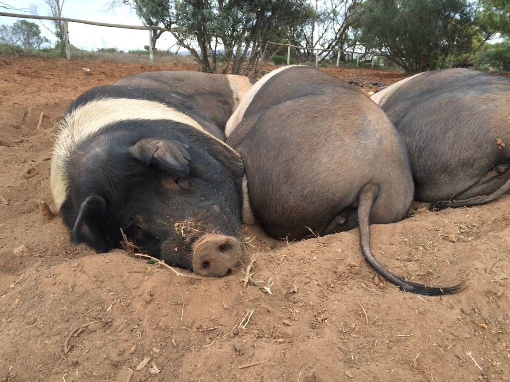 Reggie with part of his harem.