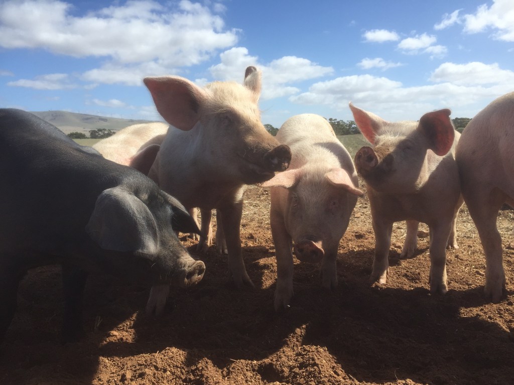 It looks like the bigger baconer there is cracking a joke. She's a sweety.