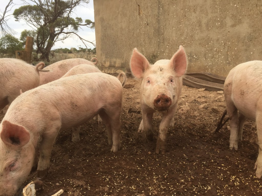 They're good looking piglets.