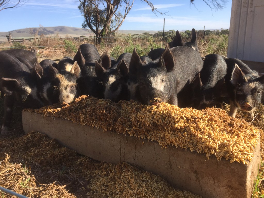 Chowing down on brewer mash, soaked barley, and peas. 