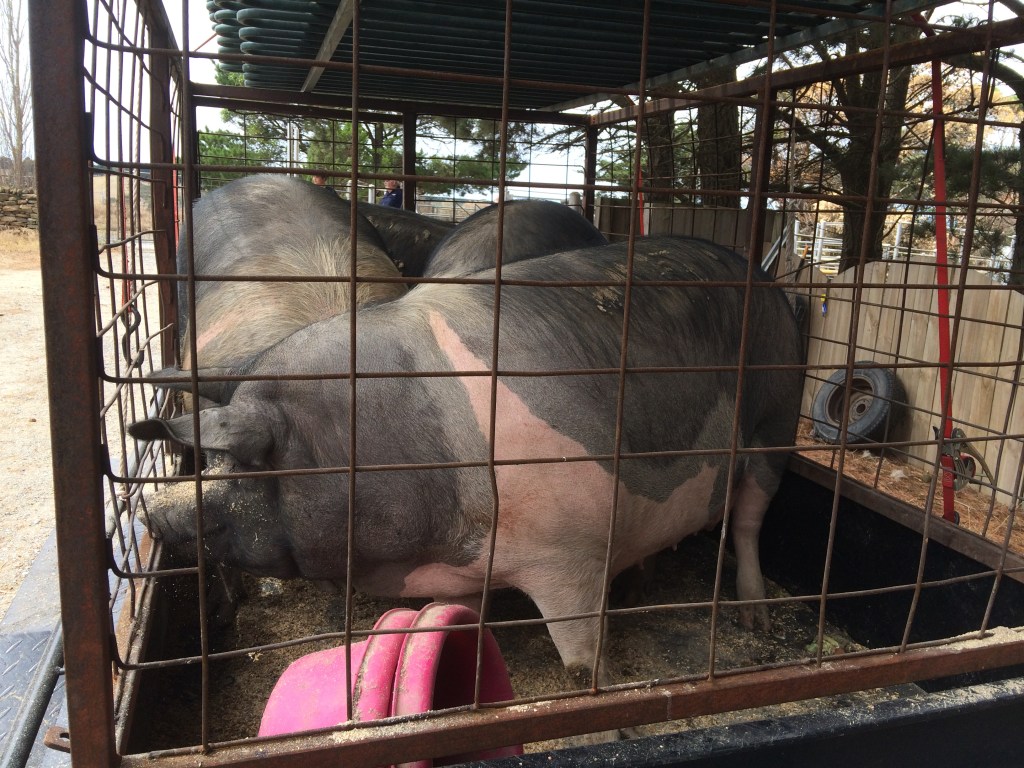 This is Molly, Melba, Betty, and Lucille.