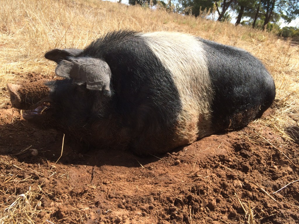 Reggie doing what he does best. Well, the thing he does second best.  There'll be another picture of what he actually does best in a little bit...