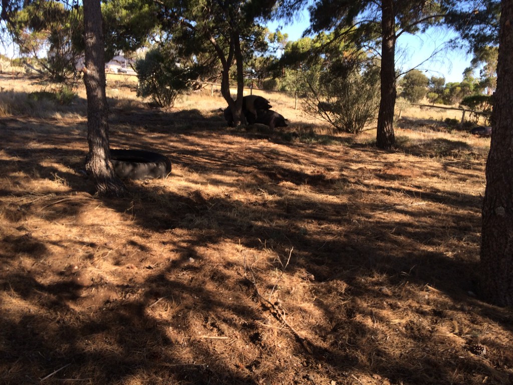 This isn't a great picture, but this is what Reggie does best.  He just prefers a bit of privacy...