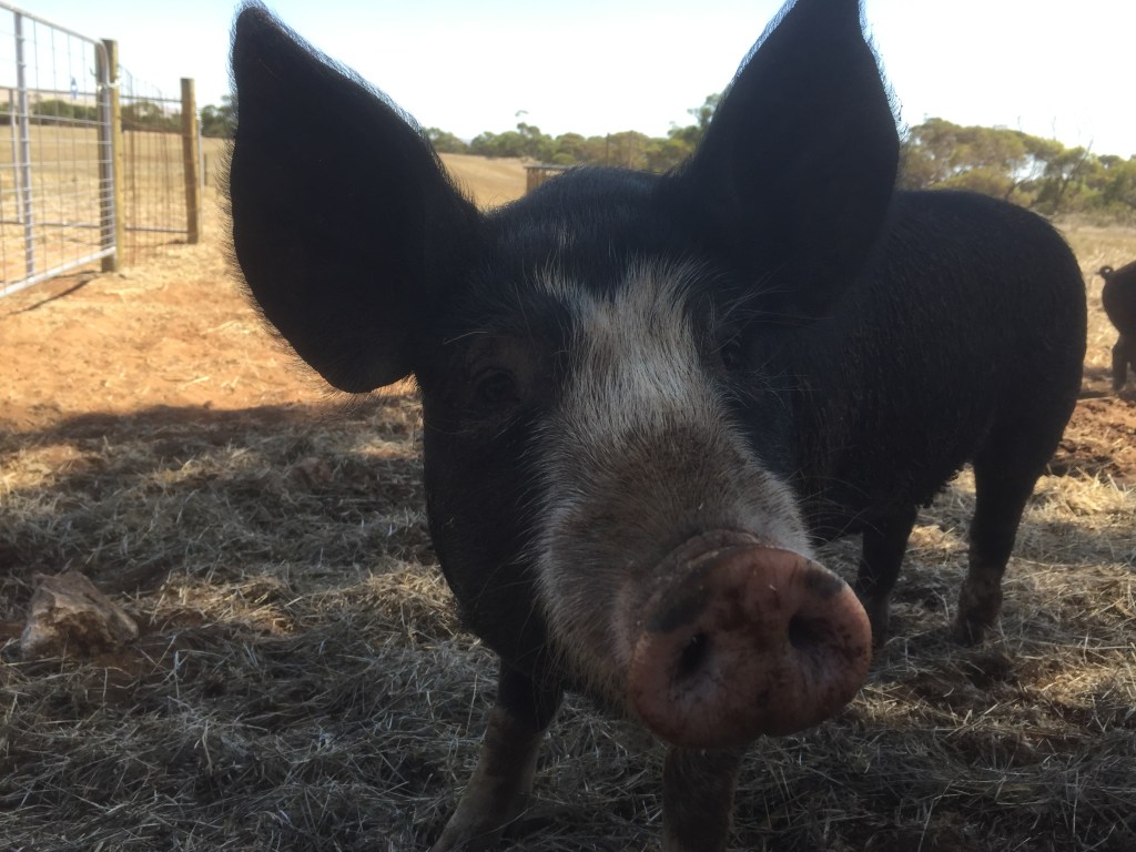 A Berkshire grower in our first free-range grower paddock. That's a hectare of space behind it, but it's more interested in saying hey to me.