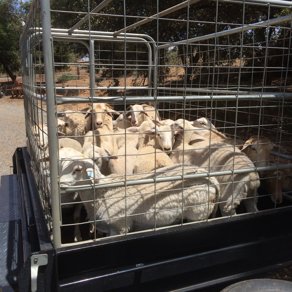 The first animals we took up. We spent a good few weeks getting fences in before getting the pigs up there.  The sheep were pretty easy though - fire and forget in the back paddock.