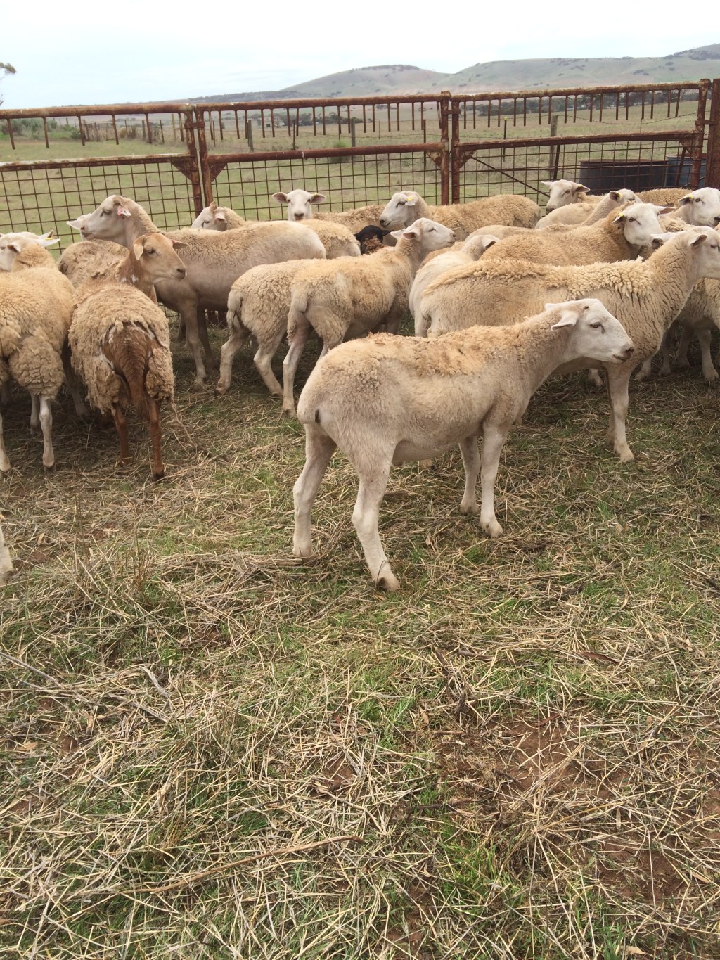 We got the sheep up for their annual shots.  This was the first test run of the loading yards and they worked a treat.