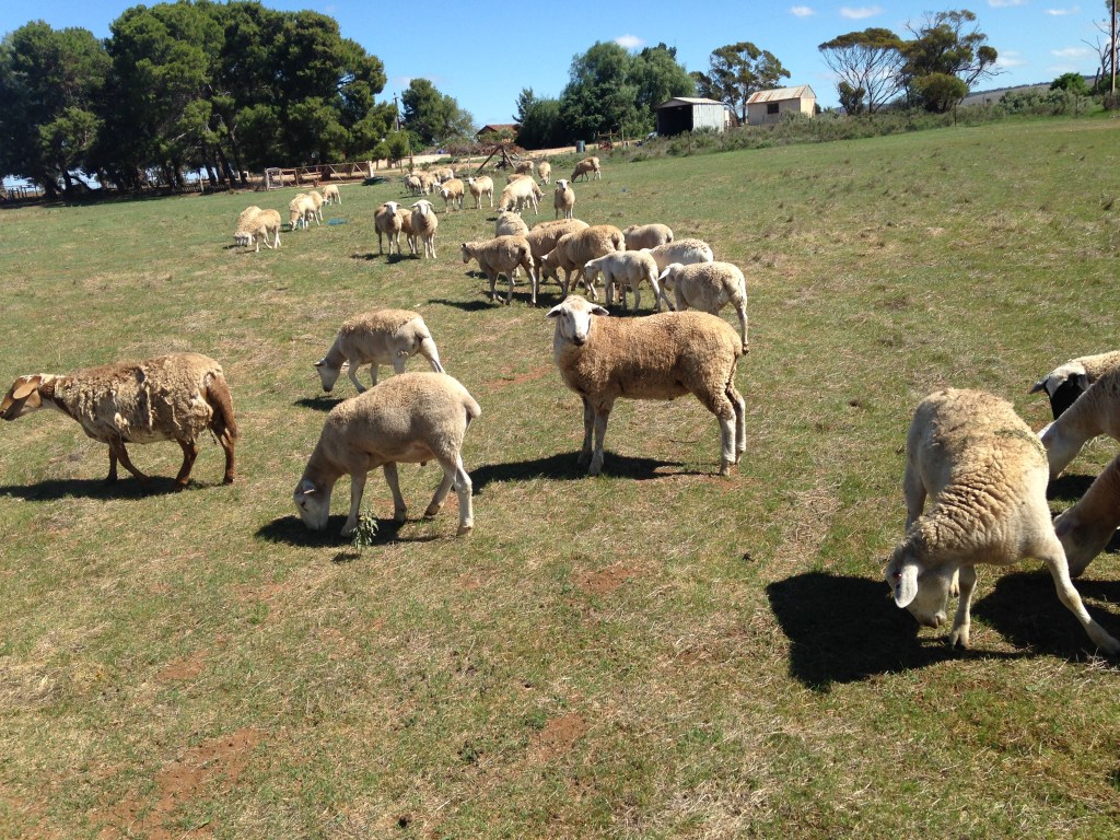 We had 2.5 inches of rain in one day, which was both amazing and scary. The result was greenery a week later though, which is nice.