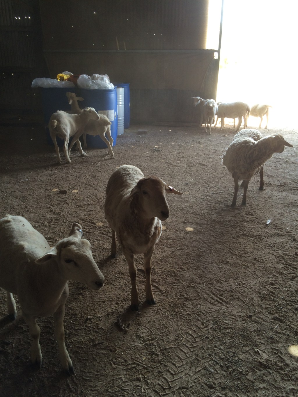 The downside of having tame animals...