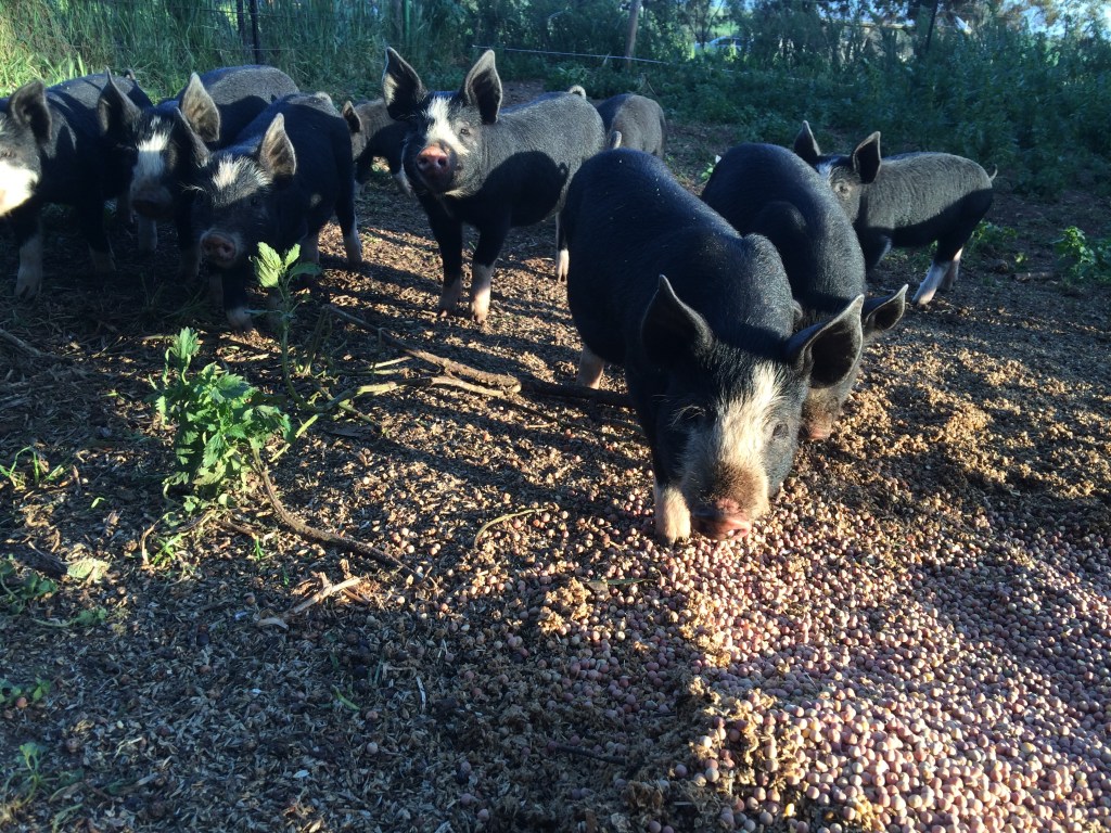 Piglets LOVE their peas!