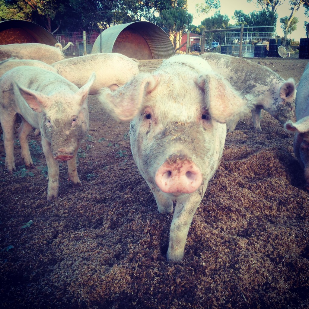 Photogenic pig is photogenic!
