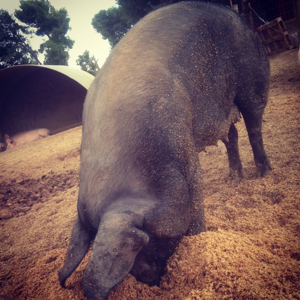 We like the mash for the heritage breeds as it allows us to fine-tune their caloric intake...