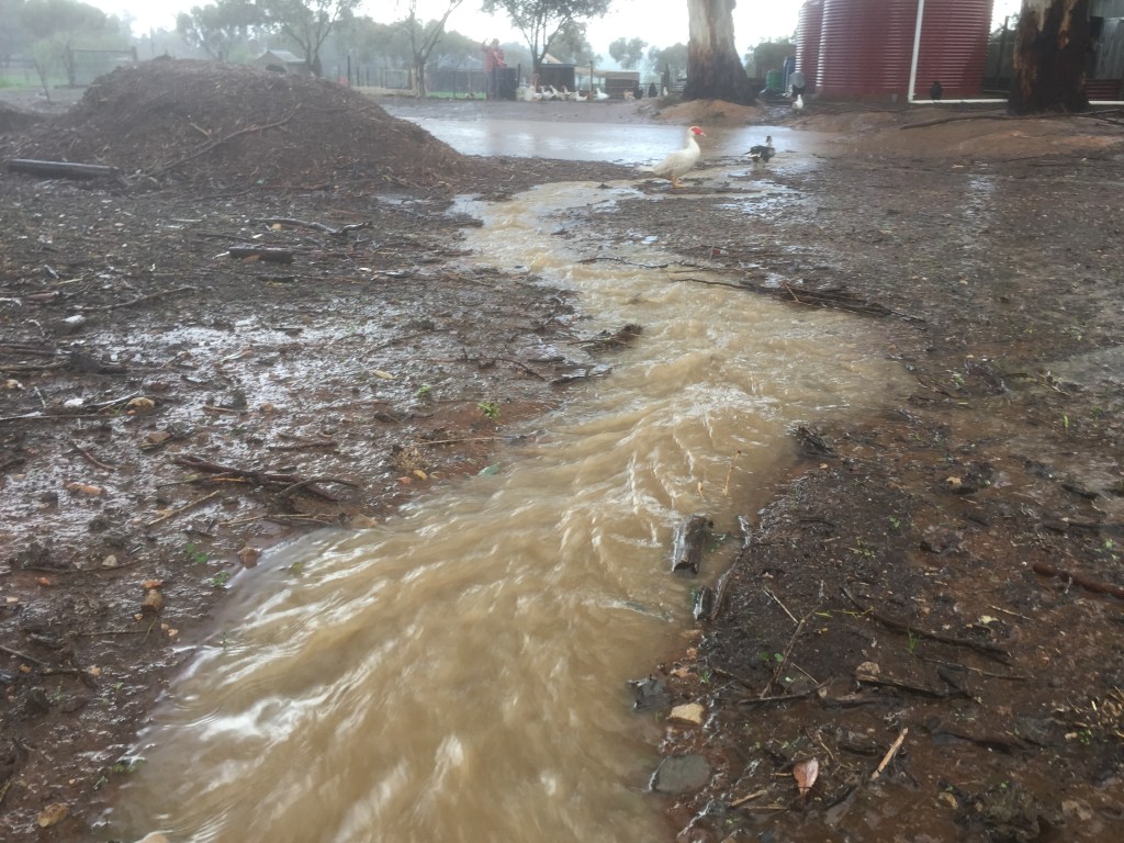 This is the flow of water from the road into our property. It's a freaking creek!