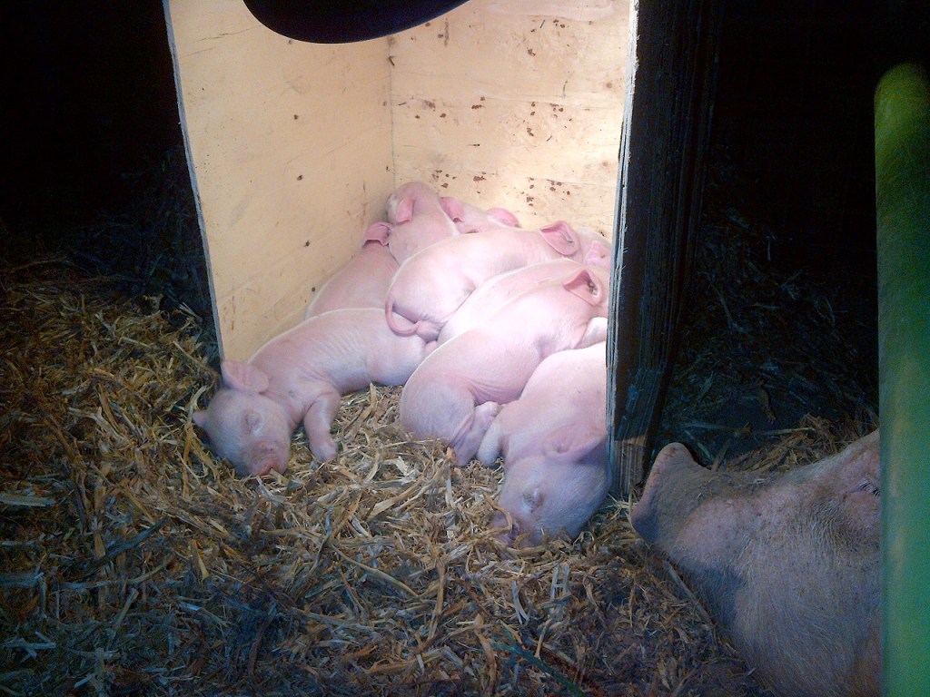 Honey's First Litter 1