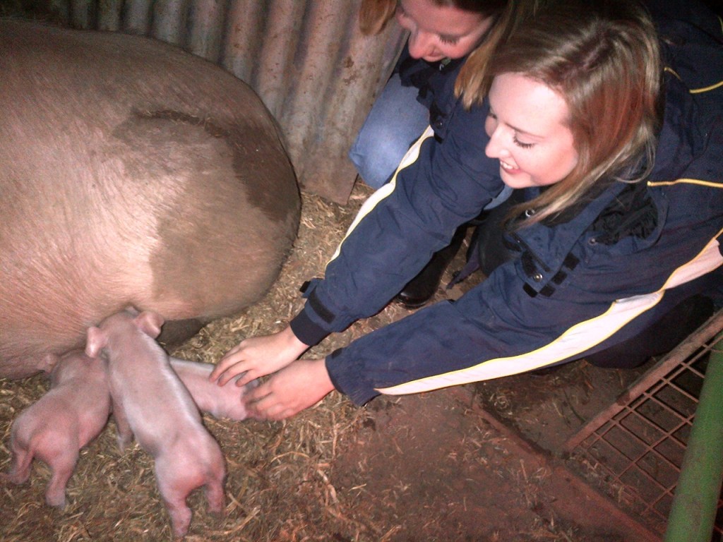 Honey's First Litter 2