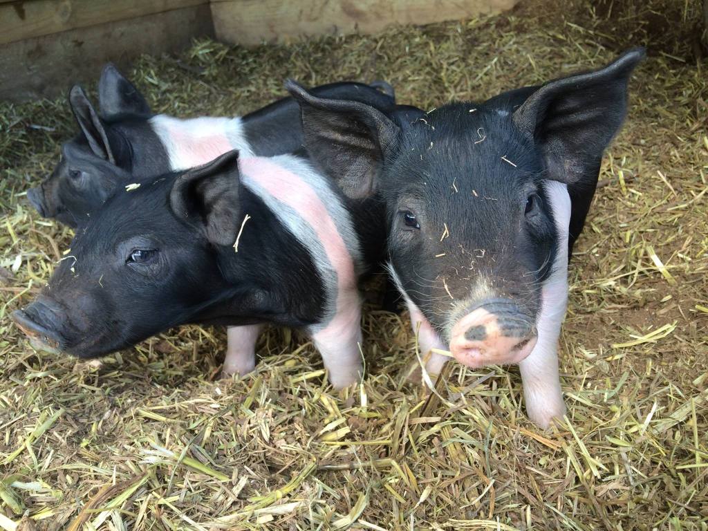 Piglets 2