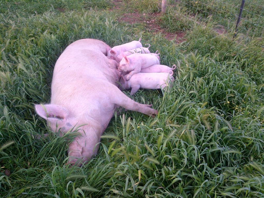Piglets 3