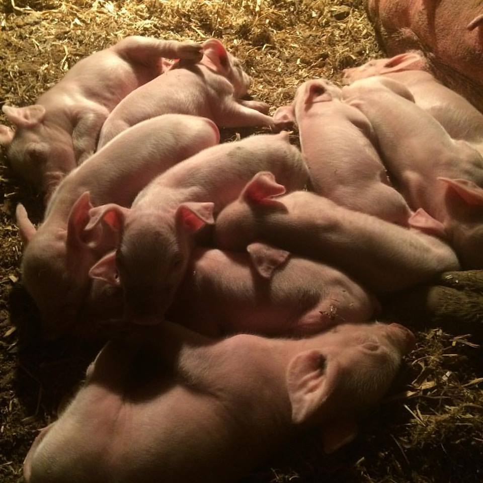 Piglets 4