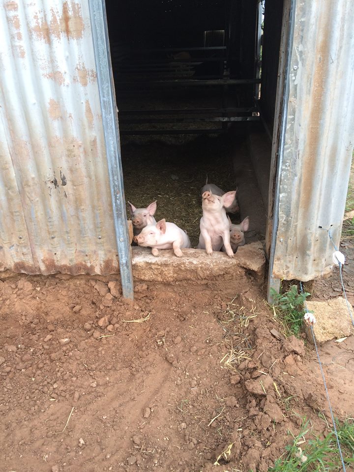 Piglets - farrowing yard 1