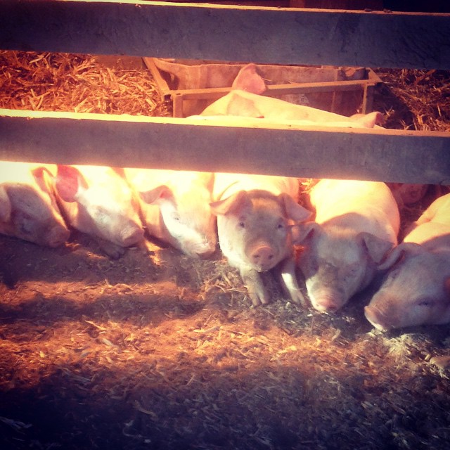 Piglets - Supplementary Heat 2