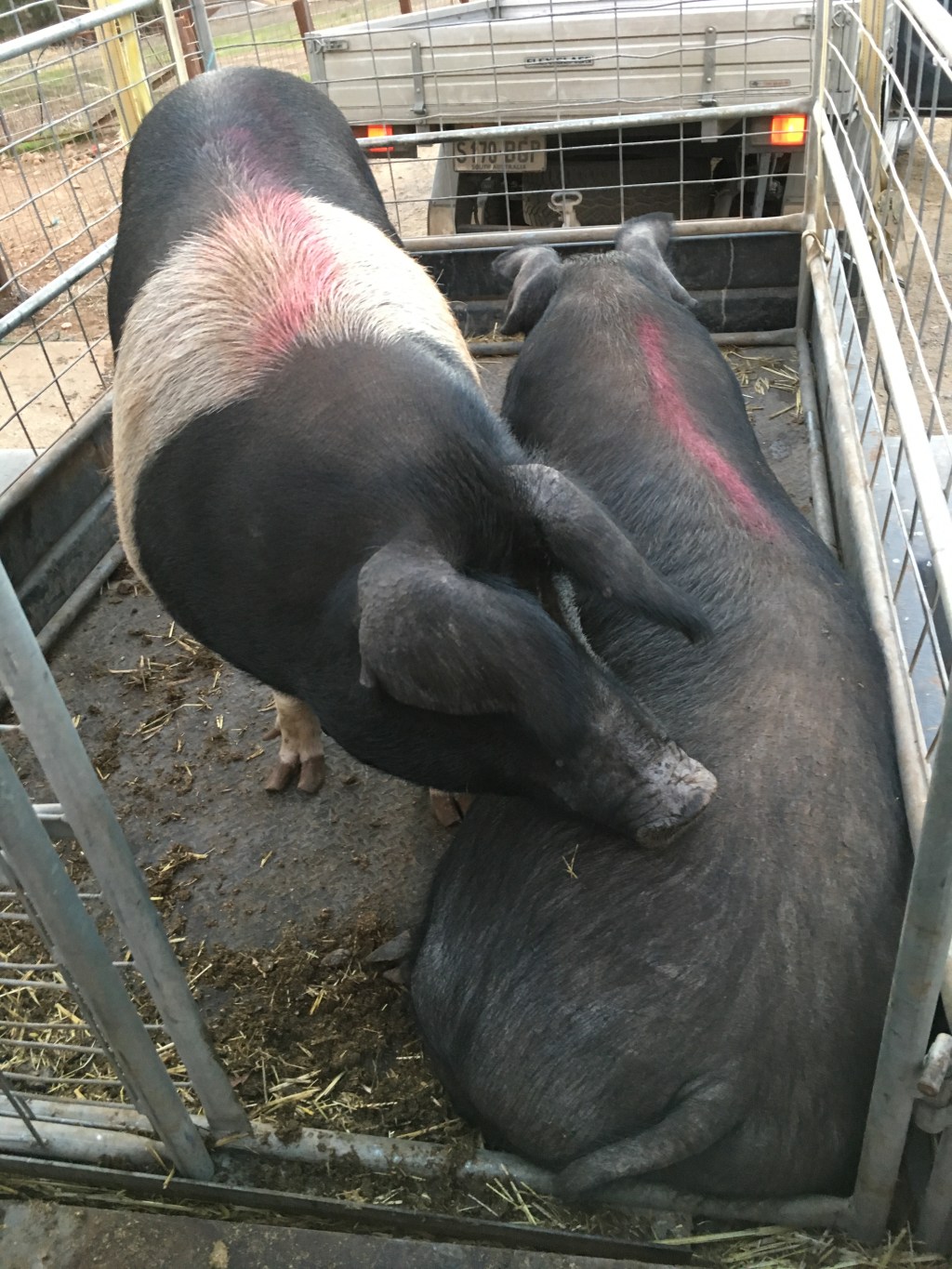 Pigs in the trailer